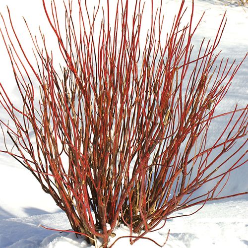 Cornus Arctic Fire&reg; Red Dogwood Image