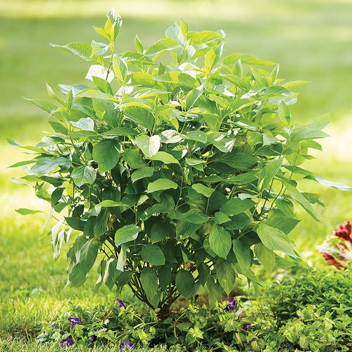 Cornus Arctic Fire&reg; Red Dogwood Image