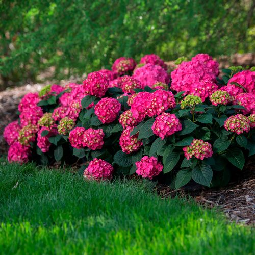 Hydrangea Endless Summer&reg; Summer Crush&reg; Bigleaf Hydrangea Image