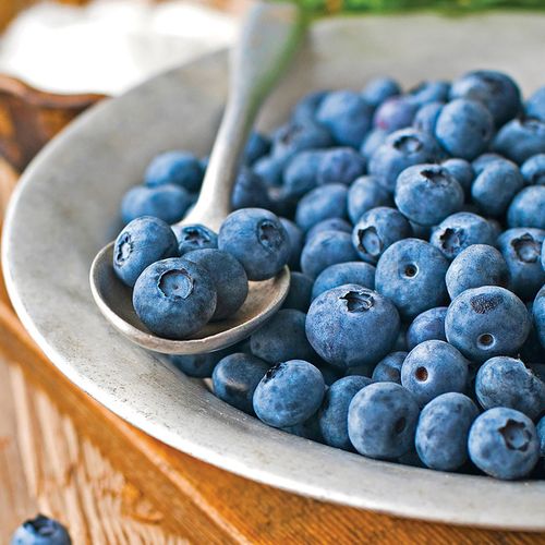 Vaccinium 'Patriot' Blueberry Image