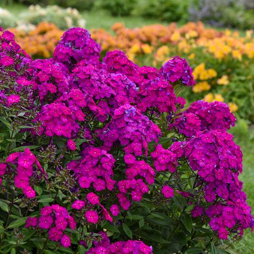 Phlox Luminary&trade; 'Ultraviolet' Image