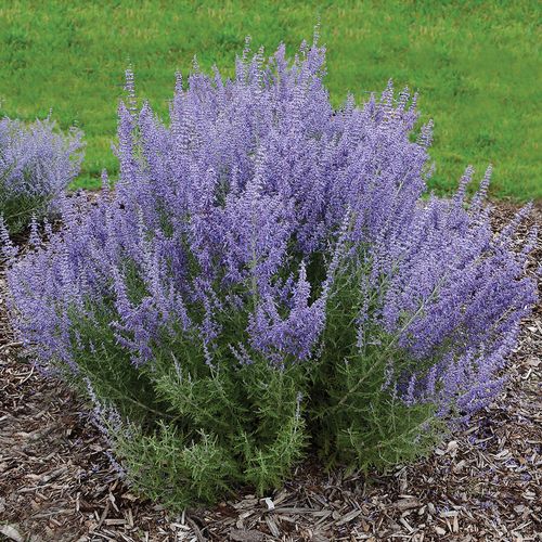 Perovskia 'Denim 'n Lace' Russian Sage Image