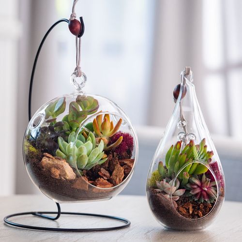 Mixed Succulent Terrarium Image