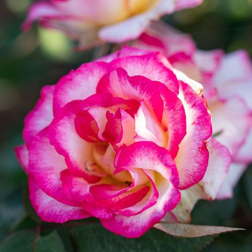 Peppermint Party Climbing Rose Image