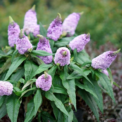Buddleia Pugster&reg; Amethyst Butterfly Bush Image