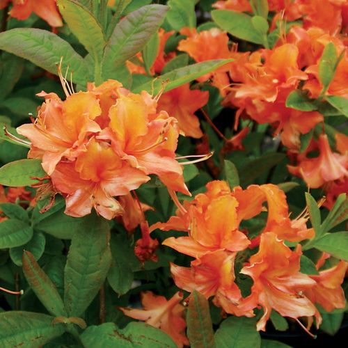 Rhododendron 'Mandarin Lights' Azalea Image