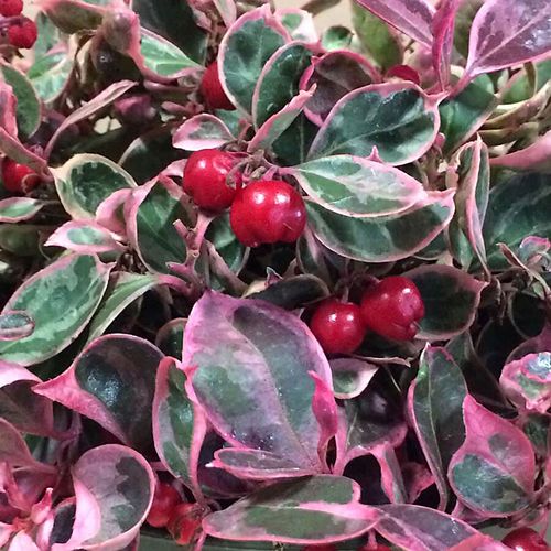 Gaultheria Winter Splash&trade; Wintergreen Image