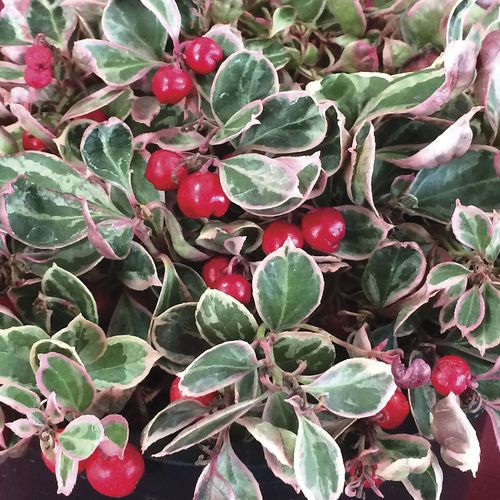 Gaultheria Winter Splash™ Wintergreen | Jackson & Perkins