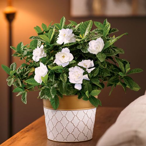 Glamorous Gardenia Image
