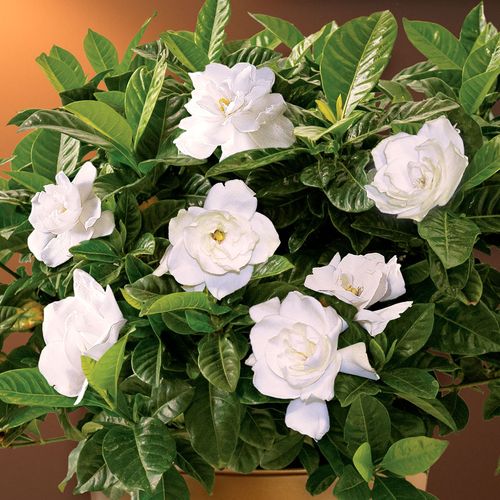 Glamorous Gardenia Image
