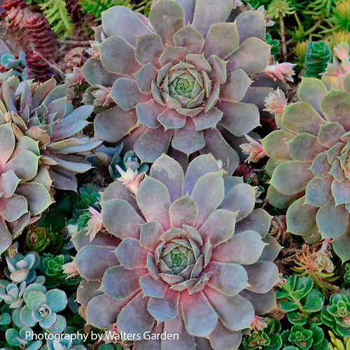 Sempervivum 'Pacific Blue Ice' Hens & Chicks Image