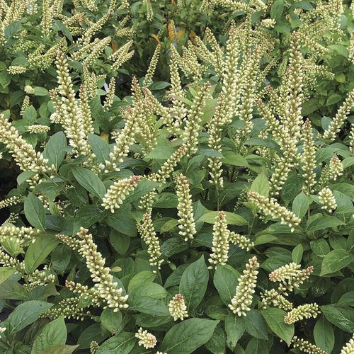 Itea Fizzy Mizzy&trade; Sweetspire Image