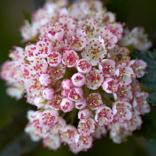 Physocarpus Summer Wine&reg; Ninebark Image