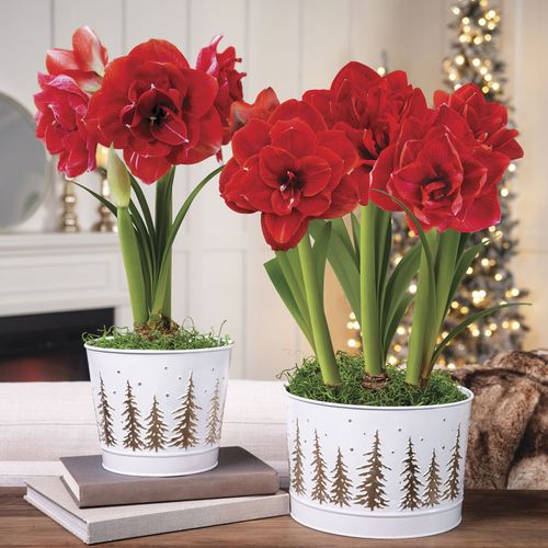 Amaryllis Care Instructions