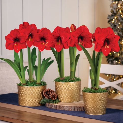 Shop Classic Holiday Red Lion Amaryllis Flower