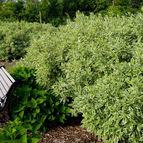 Cornus Ivory Halo&reg; Image