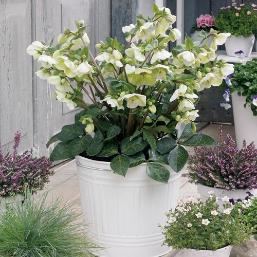 Helleborus Frostkiss&reg; Molly's White Hellebore Image