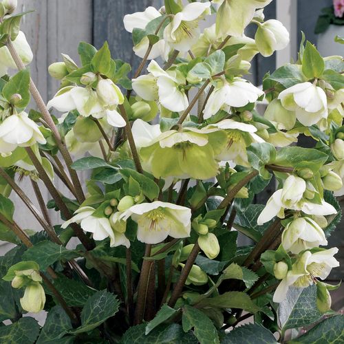 Helleborus Frostkiss&reg; Molly's White Hellebore Image