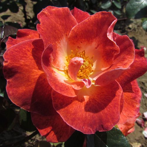 Mysterious Floribunda Rose Image