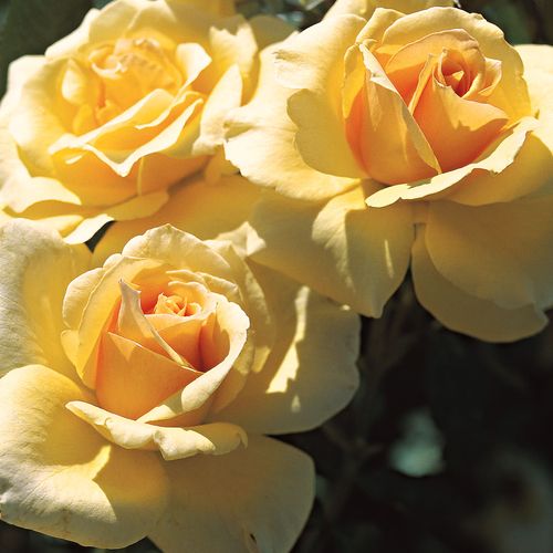 Welcome Home Hybrid Tea Rose Image