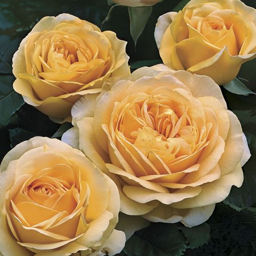 Golden Zest Shrub Rose Image