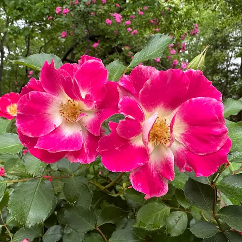 Rosé様 v2697.webp?v=1