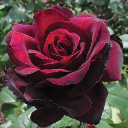 Sealed With a Kiss Hybrid Tea Rose Image
