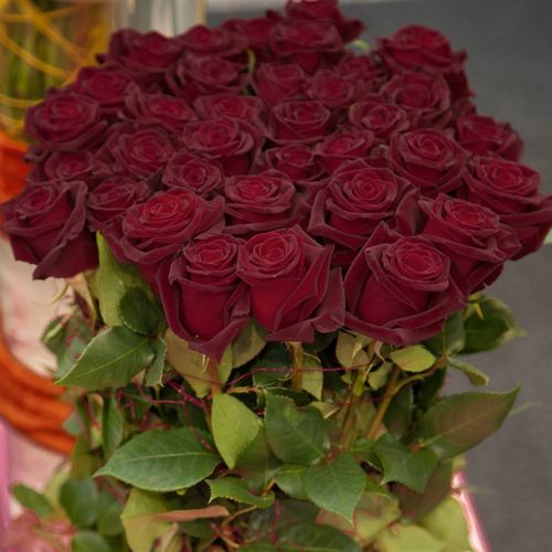 Black Baccara&reg;  Image