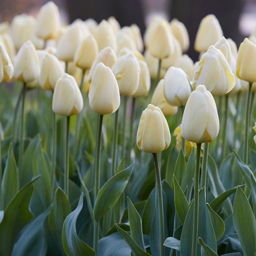Tulipa Ivory Floradale Tulip Bulbs Image