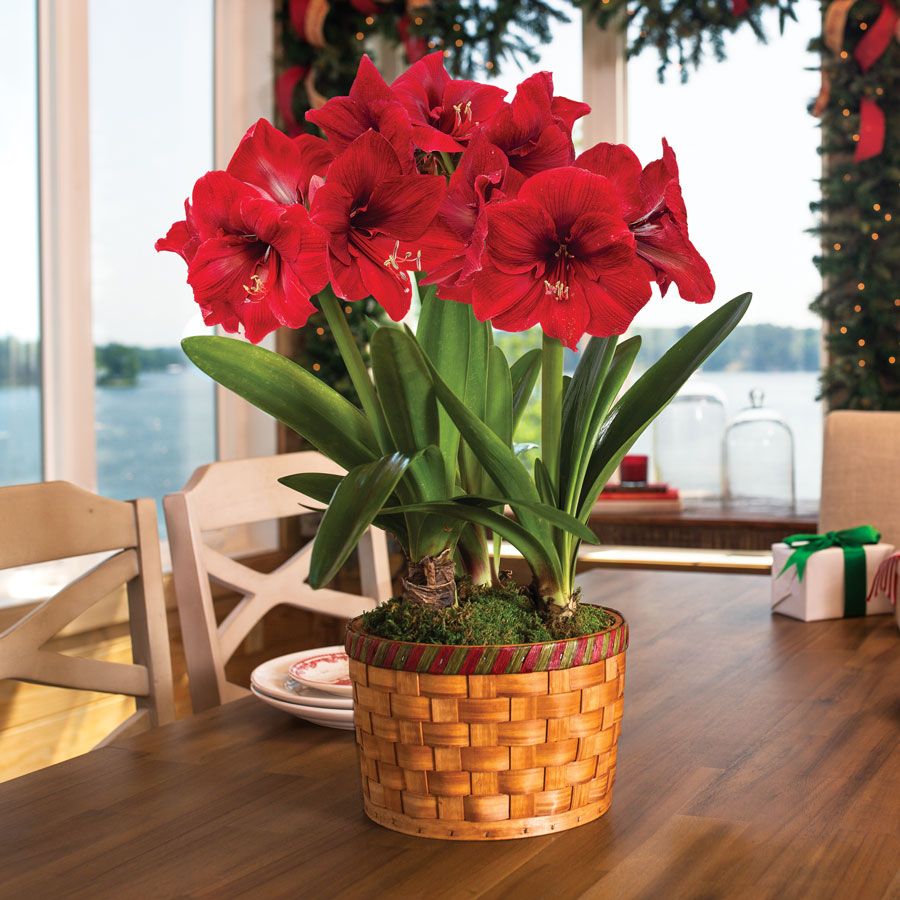 Basket of Joy Amaryllis - Triple Image