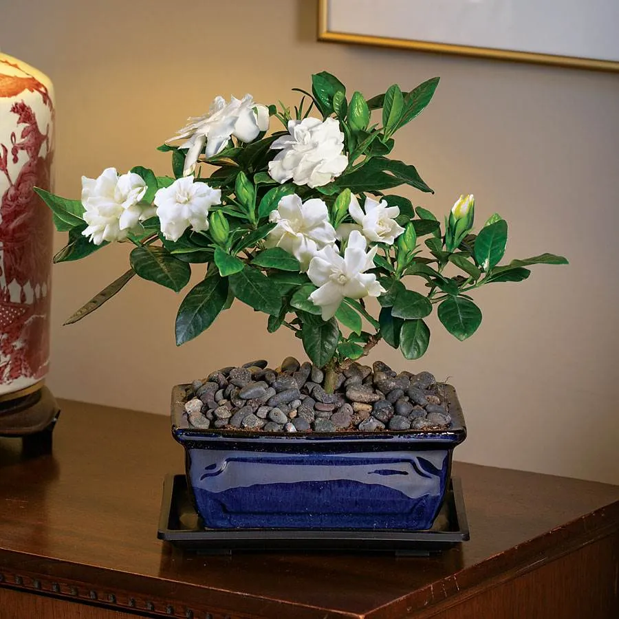 Gardenia Bonsai | Jackson & Perkins Gardenia Bonsai | Jackson & Perkins