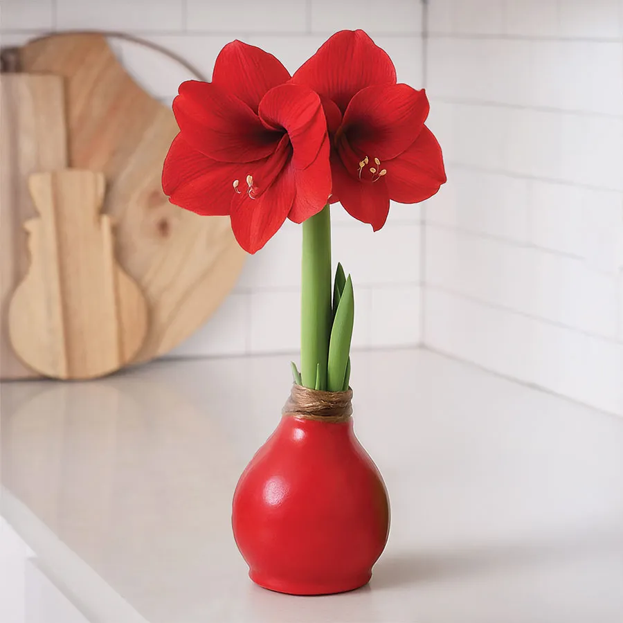 How to Care for Amaryllis Bulb Encased in Wax: Easy Expert Tips