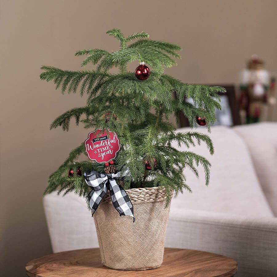 Norfolk Pine Jackson Perkins