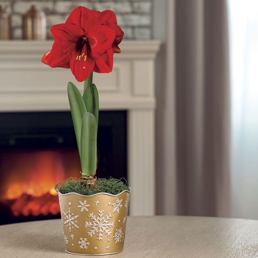 Snowfall Shimmer Red Lion Amaryllis Gift Image
