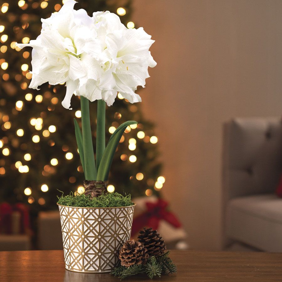 Golden Dreams Alfresco Amaryllis Gift Image
