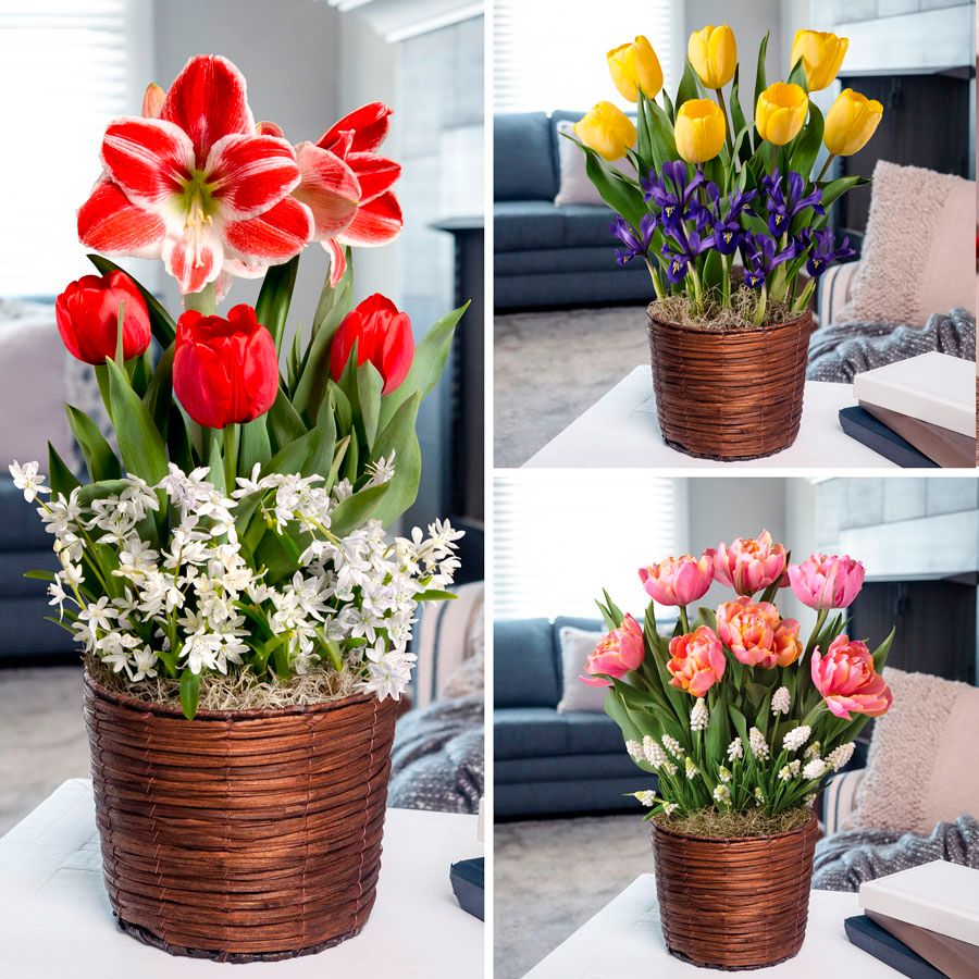 3 Month Bulb Club Image