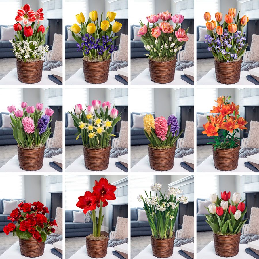 12 Month Bulb Club Image