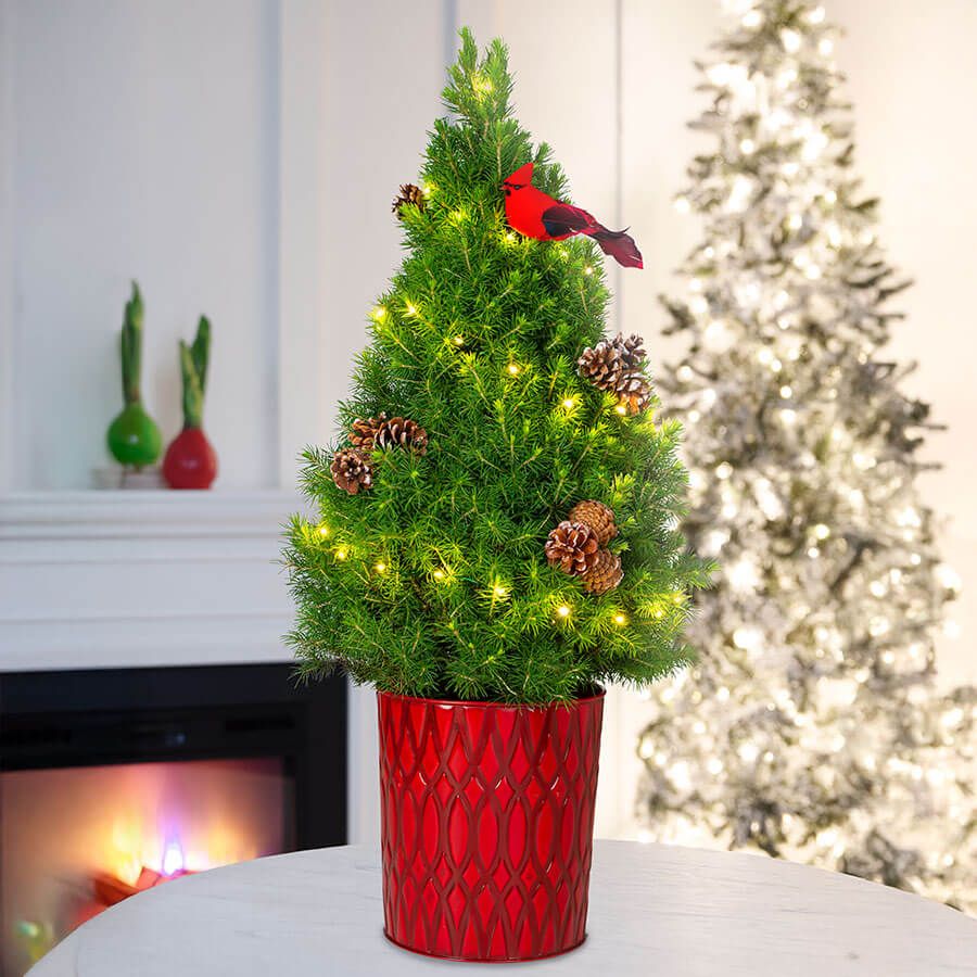 Nature's Finest Potted Christmas Tree Image