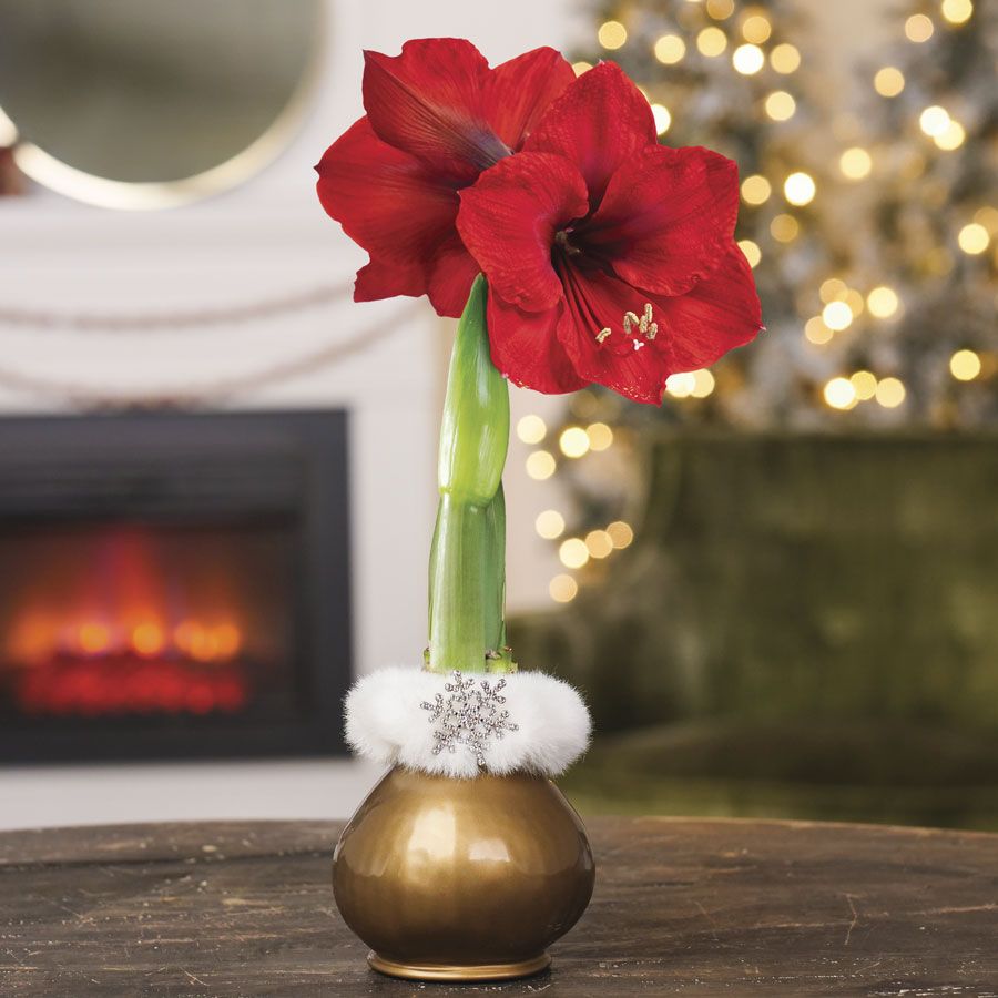 Winter Royalty Red Lion Waxed Amaryllis Bulb Image