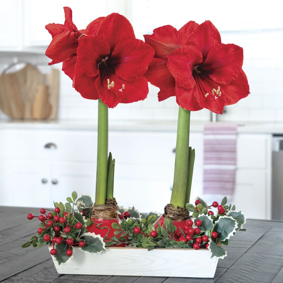 Holly Berry Red Lion Waxed Amaryllis Bulb Centerpiece Image
