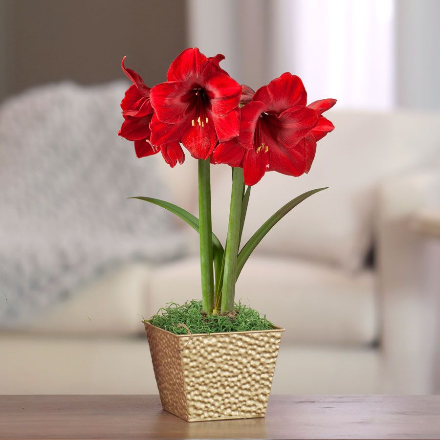 Season's Greetings Single Miracle Potted Amaryllis Bulb Gift Image