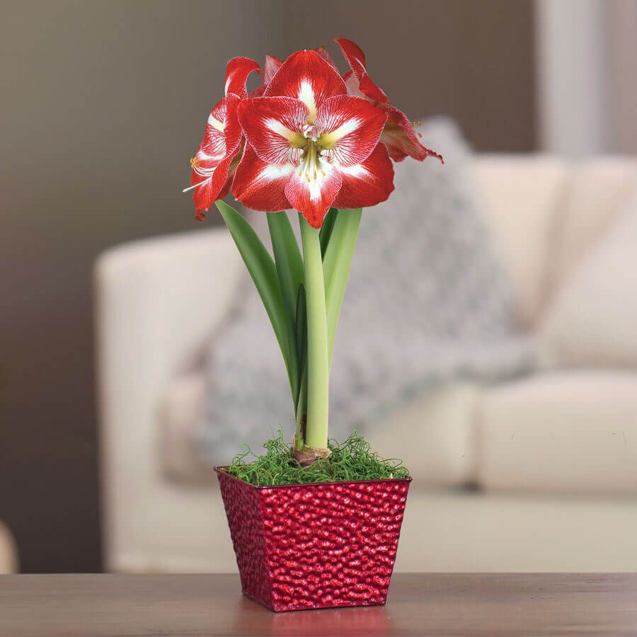 Holiday Cheer Single Minerva Potted Amaryllis Bulb Gift Image
