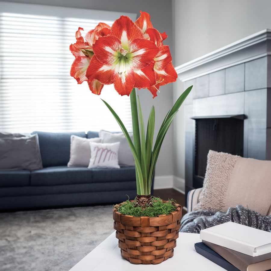 Holiday Charm Single Minerva Amaryllis Flower Image