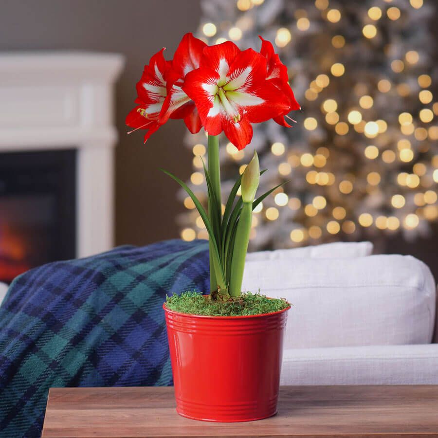 Merry and Bright Single Cocktail Potted Amaryllis Bulb Gift Image