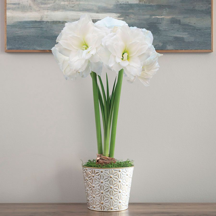 Golden Dreams Single Alfresco Amaryllis Flower Image