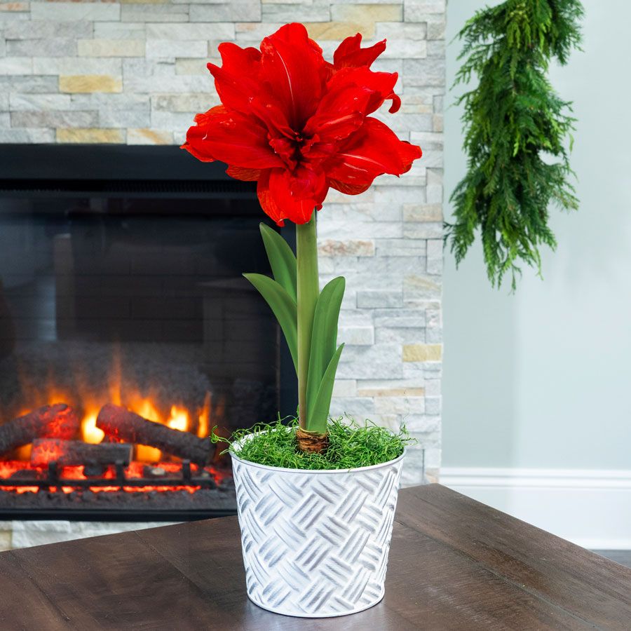 Joyous Season Single Red Peacock Amaryllis Flower Image