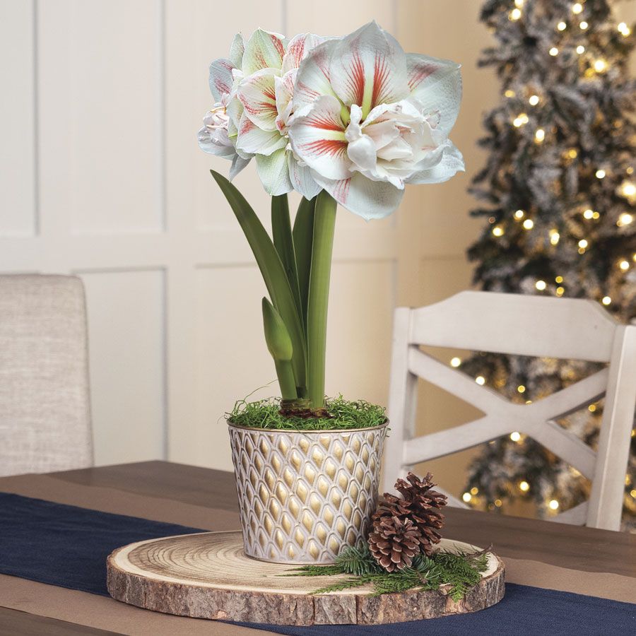 Lavish Winter Single Double Nymph Amaryllis Flower Image