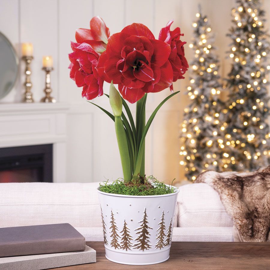Splendid Season Single Cherry Nymph Amaryllis Flower Image