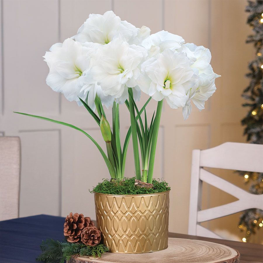 Holiday Shimmer Double Alfresco Potted Amaryllis Bulb Gift Image