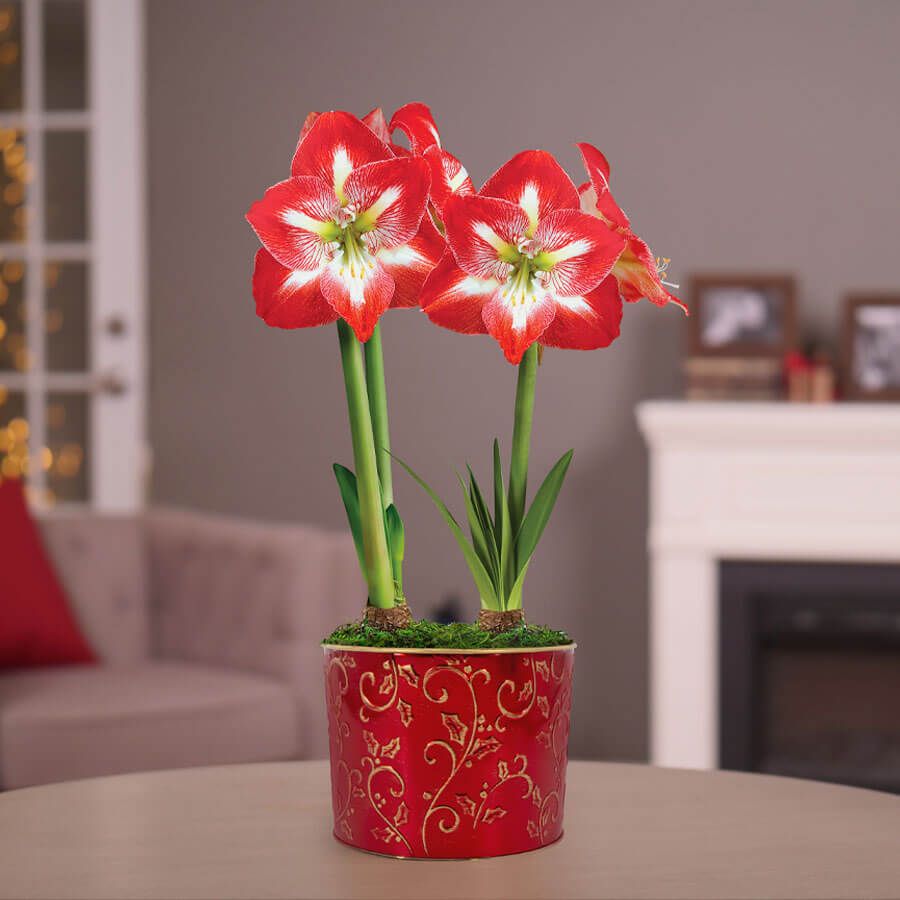 Winter Radiance Double Minerva Potted Amaryllis Bulb Gift Image